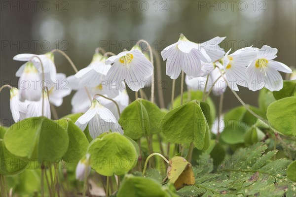 Common wood sorrel