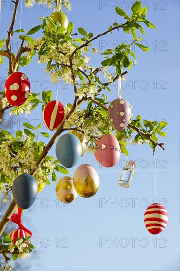 Easter eggs on a blossoming mirabelle plum tree
