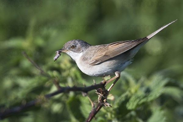 Common whitethroat