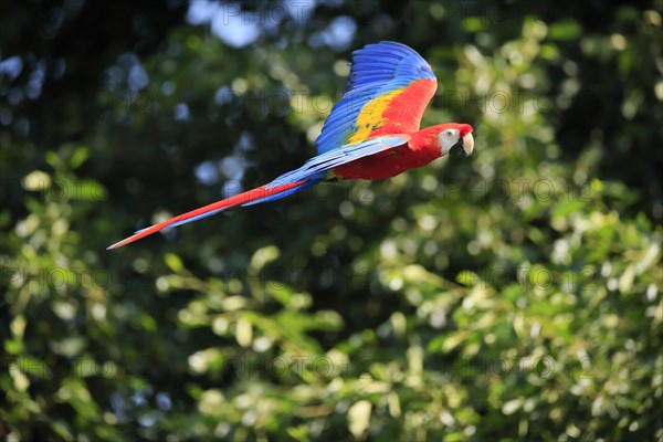 Scarlet macaw