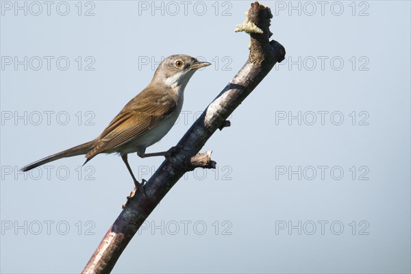 Common whitethroat