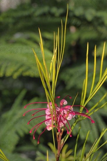 Flower of Johnson's Grevillea