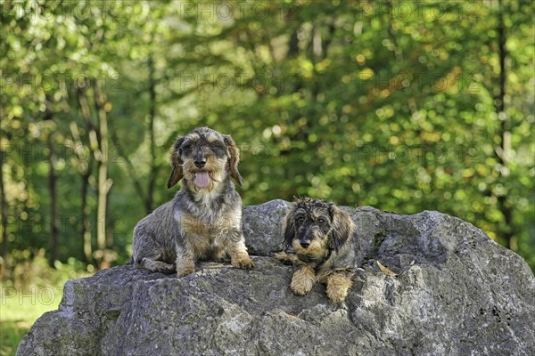 Rough-haired dachshund