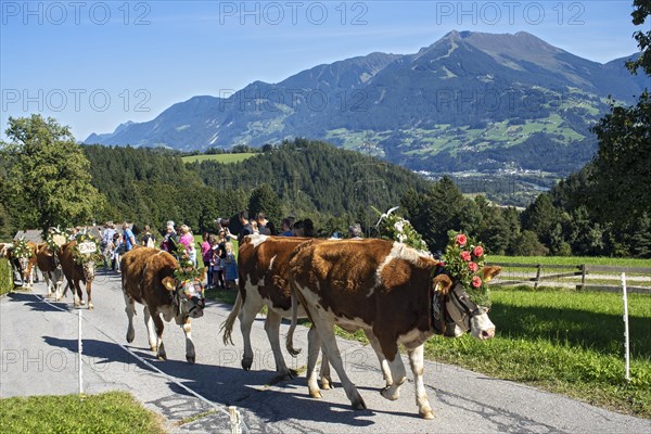 Cows decorated for the Almabtrieb on the road to the Heimathof