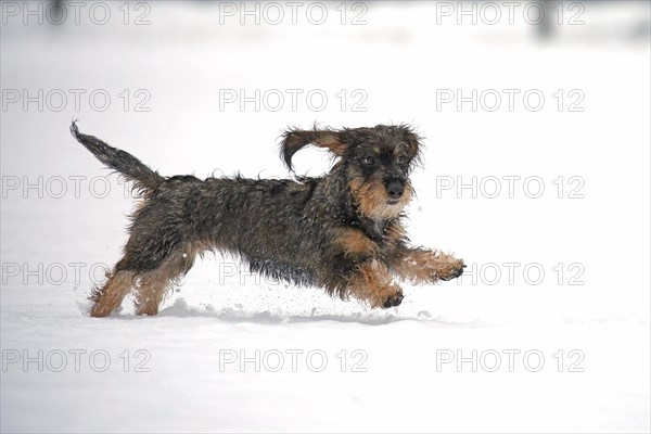 Rough-haired dachshund