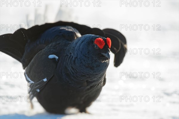 Black grouse