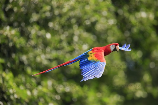 Scarlet macaw