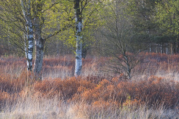 Warty birch