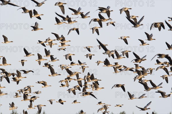 Greater white-fronted geese