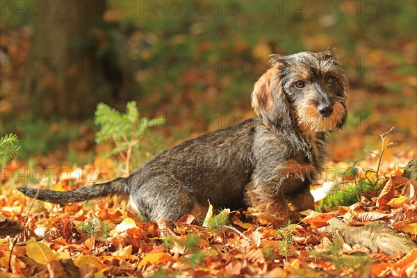 Rough-haired dachshund