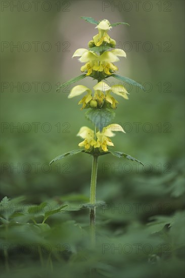 Yellow archangel