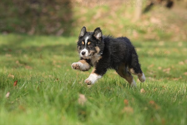 Australian Shepherd