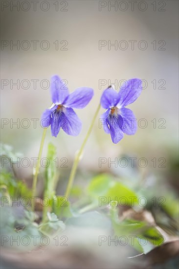 Wood violet