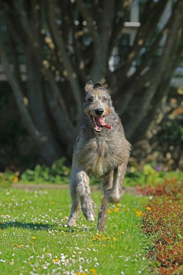 Running Wolfhound