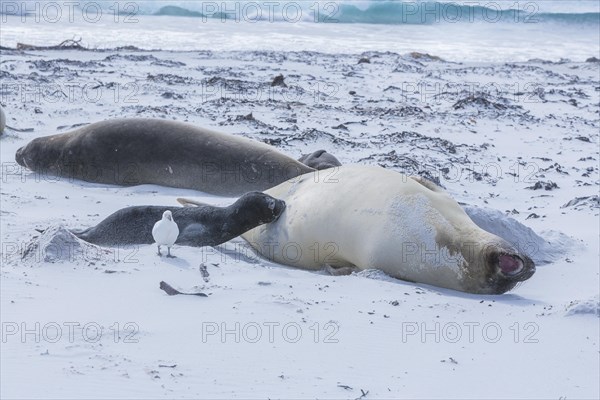 Southern elephant seals