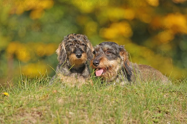 Rough-haired dachshund