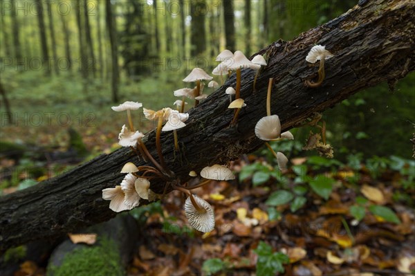 Clustered bonnet