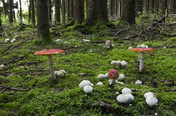 Common puffball