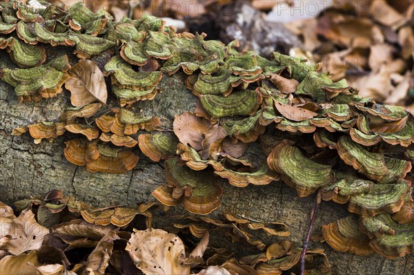 Leaf fungus