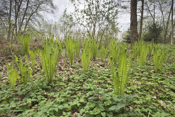 Ostrich fern