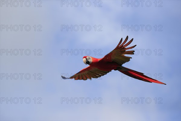 Scarlet macaw