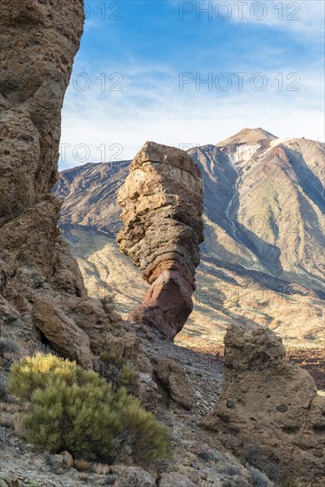 Roque Cinchado