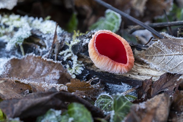 Scarlet elf cup