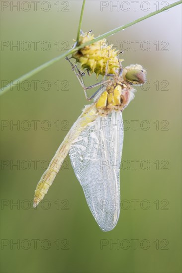 Common darter