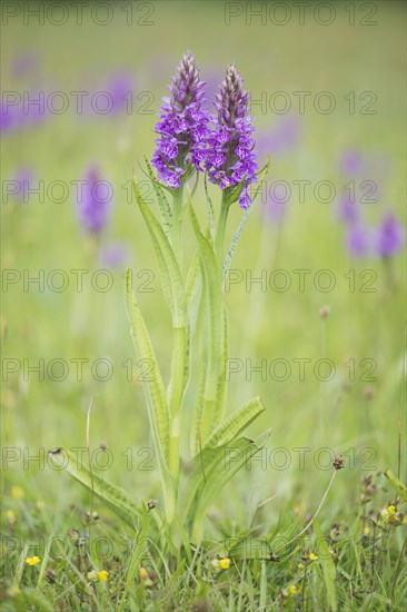 Moorland spotted orchid