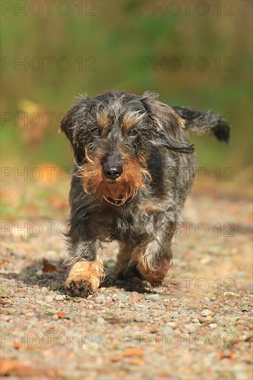 Rough-haired dachshund