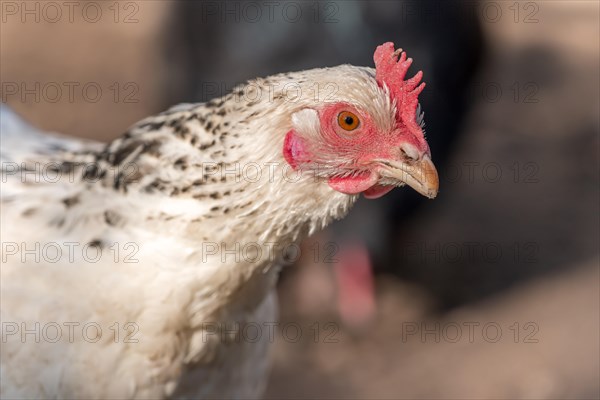 Portrait of a white hen in a chicken coop. France