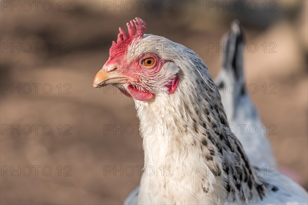 Portrait of a white hen in a chicken coop. France