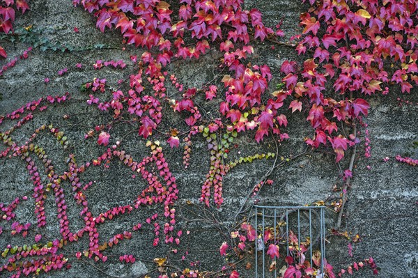 Boston ivy