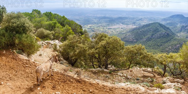 Donkey with landscape at the castle Castell dAlaro holiday travel panorama in Majorca