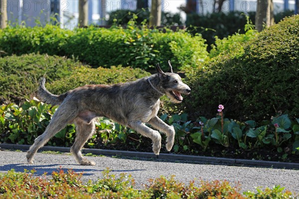 Running Wolfhound