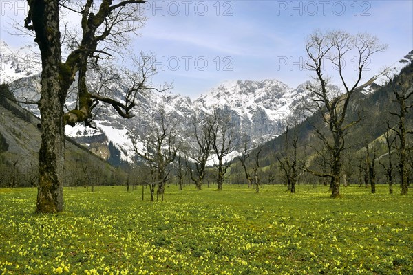 Grosser Ahornboden with meadow full of primrose