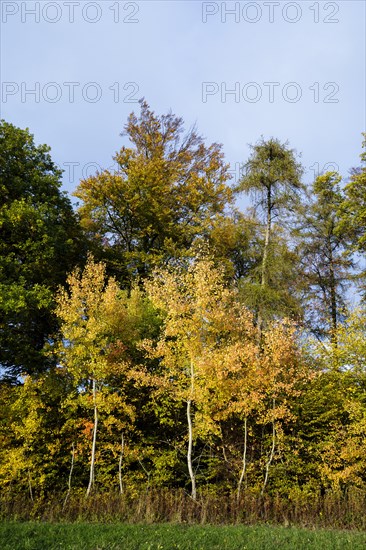 Autumn atmosphere in diffuse light at the edge of the forest