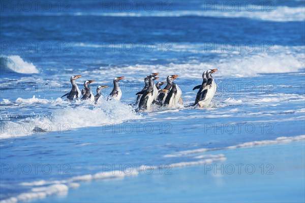 Gentoo penguins