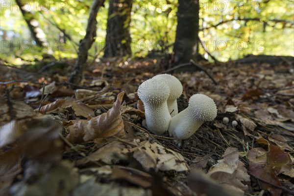 Common puffball