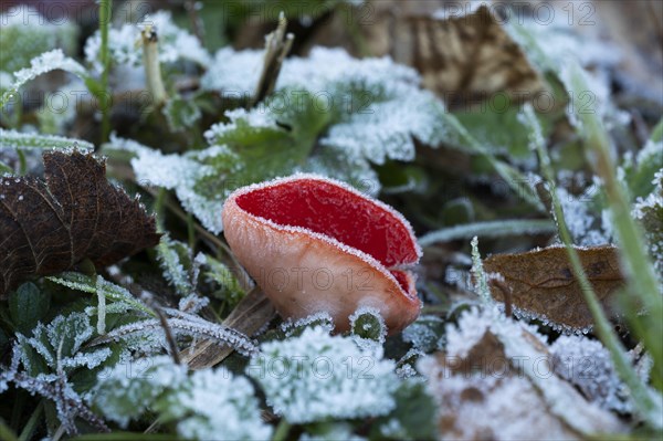 Scarlet elf cup