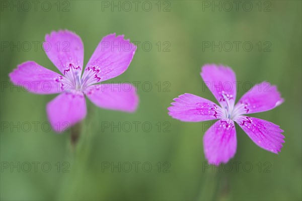 Maiden pinks