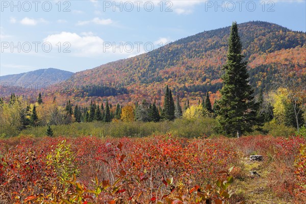 Autumnal landscape