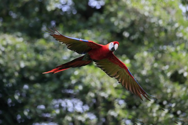 Scarlet macaw