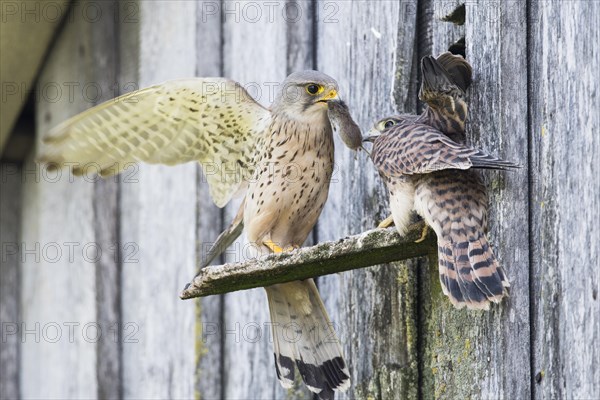 Common kestrels