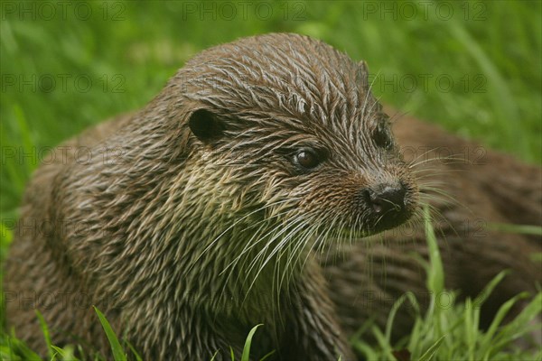 European otter