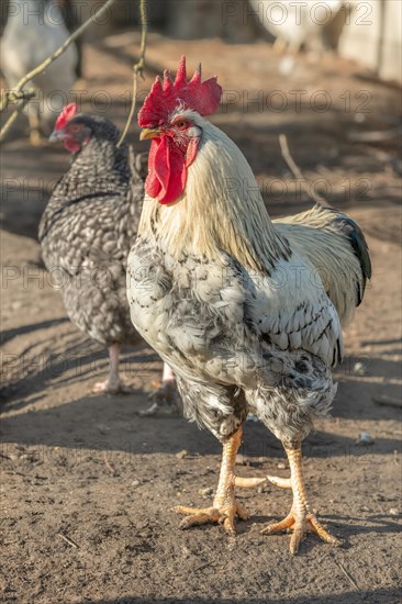 Portrait of a rooster in a chicken coop. France