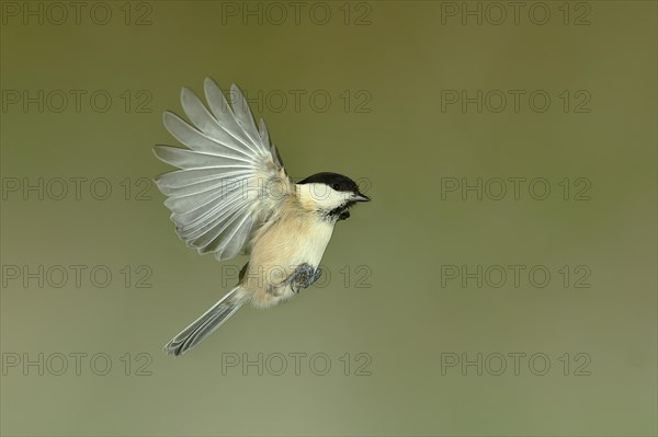 Marsh tit