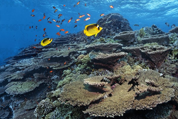 Reef top with Acropora hyacinth table coral