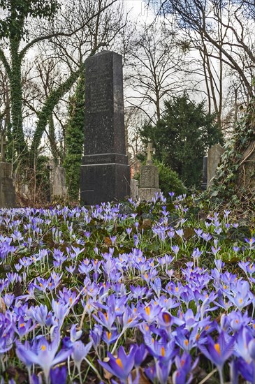 South cemetery and crocuses