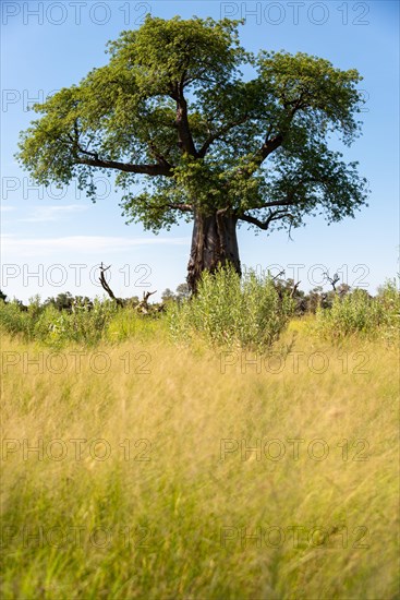 Baobab tree in green foliage
